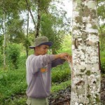 phoca_thumb_l_CASSIA – raccolta corteccia INDONESIA 3